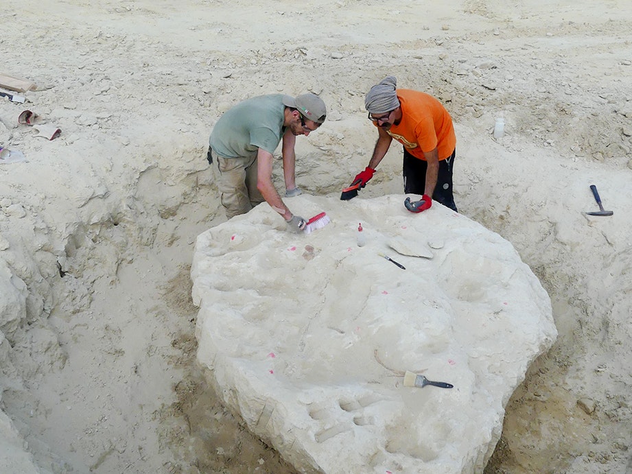 Palaeontology in action – excavating a fossil whale from an ancient sea floor. Photo by Alan Tennyson. Te Papa Two people are working on an dig and standing around a piece of rock with a ditch dug out around it.