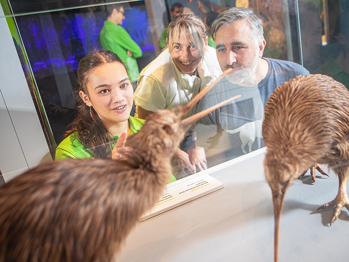 Te Papa Tours. Photo by Jeff McEwan. Te Papa (267141) A woman in a green shirt is talking about two taxidermied kiwi in a case. There are two people looking on.