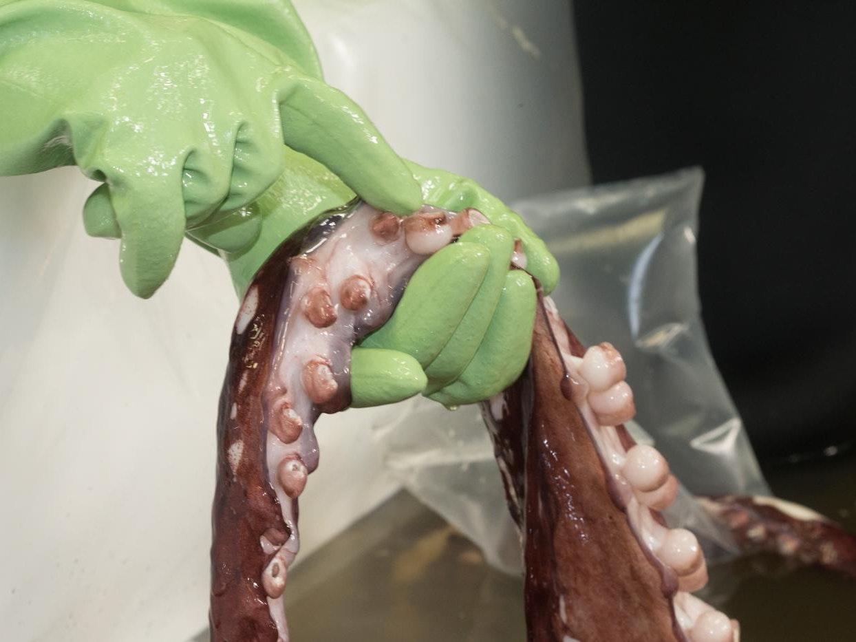 Aaron Boyd Evans counts colossal squid tentacles. Photo by Norm Heke.  Te Papa A green-gloved hand is holding a large squid tentacle.