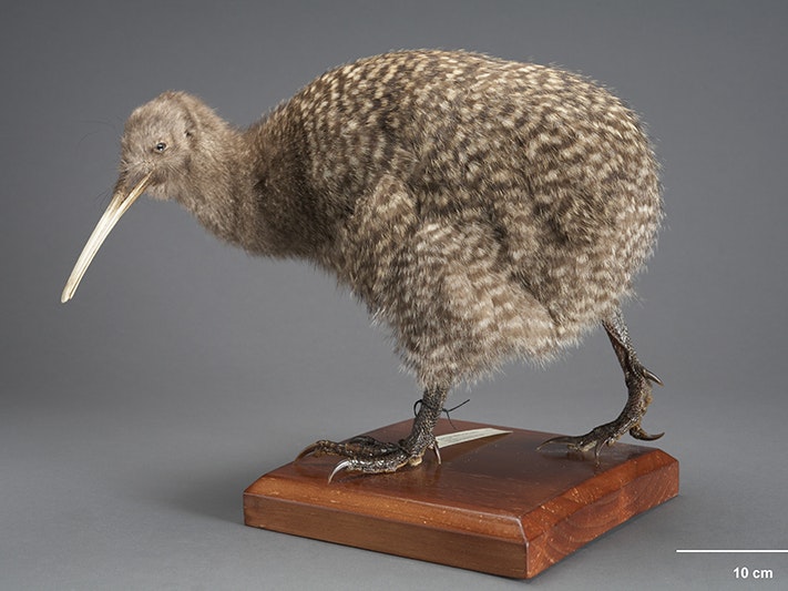 Kiwi, Apteryx maxima, collected 21 June 1977, Little Totara River, North Westland, New Zealand. Gift of New Zealand Wildlife Service, -1987. CC BY 4.0. Te Papa (OR.019771) A taxidermied kiwi on a wooden plinth.