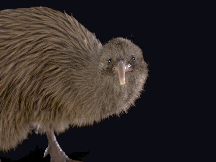 North Island brown kiwi (Apteryx mantelli), 2019. Te Papa (142684) A kiwi bird with its head turned to the camera on a black background.