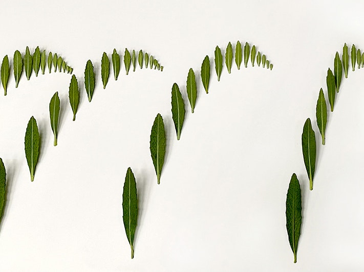 Elizabeth Thomson: Green Sees Things in Waves (2025). James Blackie Gallery. A series of four rows of brass harakeke leaves curving upwards.
