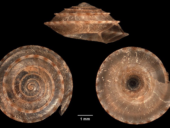 An example of punctoid land snail from NZ, Phrixgnathus murdochi Suter, 1894, Hokianga Harbour, New Zealand. CC BY-NC-ND 4.0. Te Papa (M.088067) Three views of a spiral snail shell