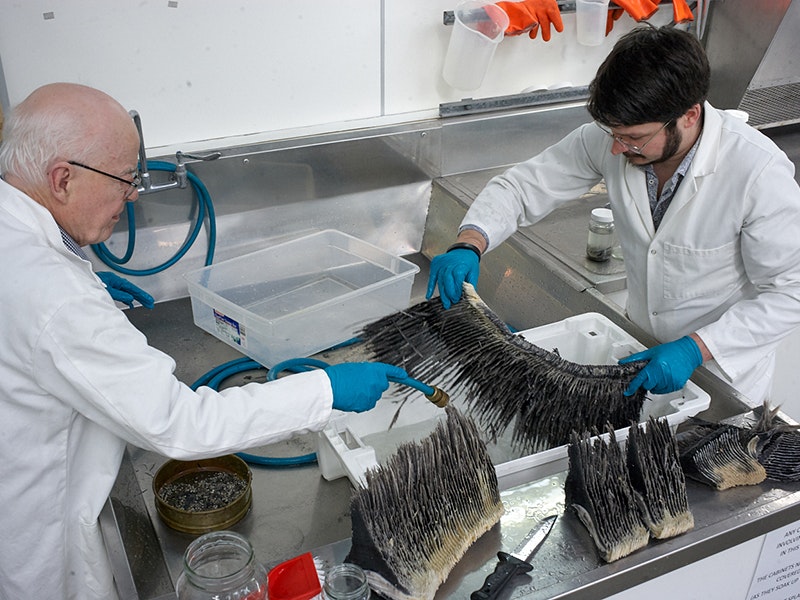 Bruce Marshall and Kerry Walton sort a rotten baleen sample looking for small molluscs. Te Papa Two men in white lab coats and blue gloves are working with whale baleen on silver lab benches.