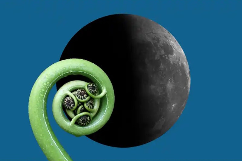 Image by Te Papa A green fern frond is in front of a full moon on a dark blue background.