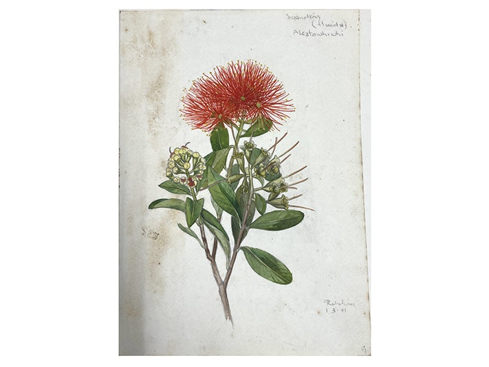 Myrtaceae, Hypericacaceae, 1967–1978, New Zealand, by James Irwin. Te Papa (CA001370/001/0009) A watercolour of a green branch with a red flower made of lots of little stems.