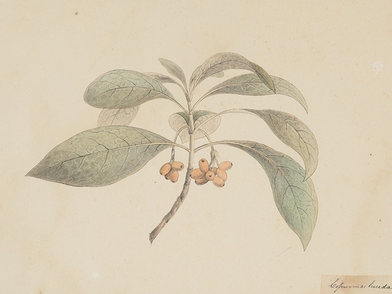 Coprosma lucida (Forst.), circa 1865, New Zealand, by John Buchanan. Acquisition history unknown. Te Papa (1992-0035-2279/1) A watercolour of a coprosma stem and berries.