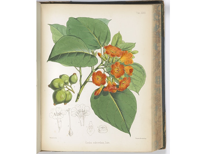 Flora vitiensis: a description of the plants of the Viti or Fiji Islands with an account of their history, uses and properties, 1865-73, London, by Berthold Seemann, Walter Fitch, Lovell Reeve. Te Papa (RB001430) A watercolour of a plant with yellow flowers.