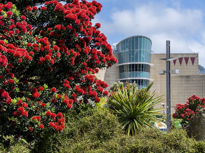 Te Papa, December 2025. Photo by Maarten Holl. Te Papa (276058) A red flowering pohutukawa tree is in the foreground and Te Papa Museum is in the background on a sunny day.