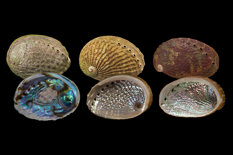 Phylogeography of global abalones revealed using ancient DNA techniques ...
