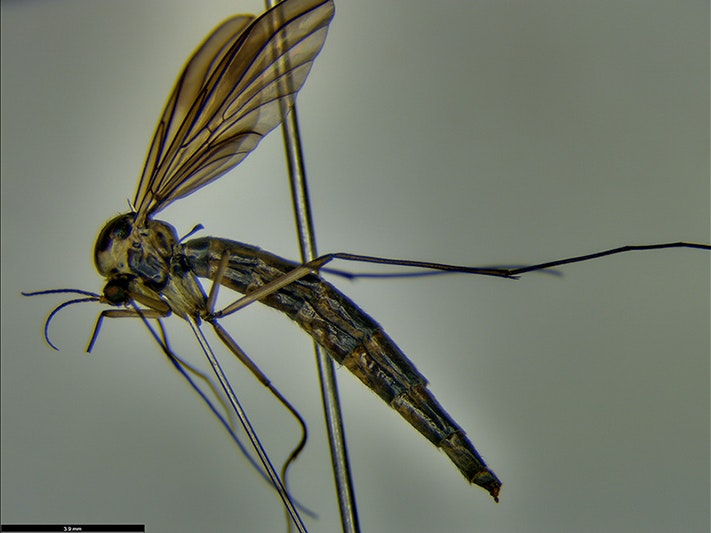 Glow-worm. Photo by Julia Kasper. Te Papa An insect with wings and a pin through it.