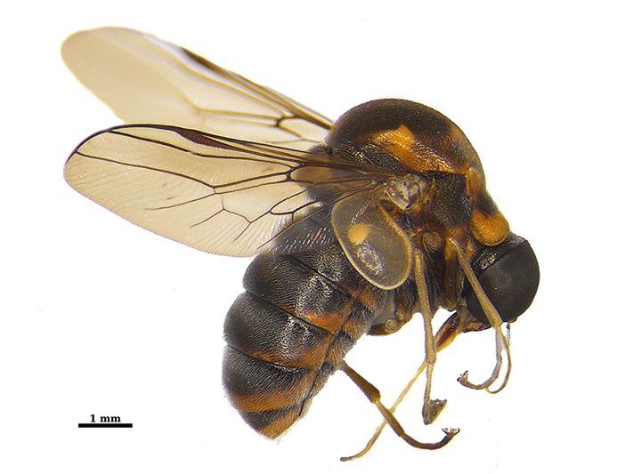 New species Helle tigris. Photo by Shaun Thompson. Te Papa CC BY 4.0 A closeup of a hunchback fly on a white board.