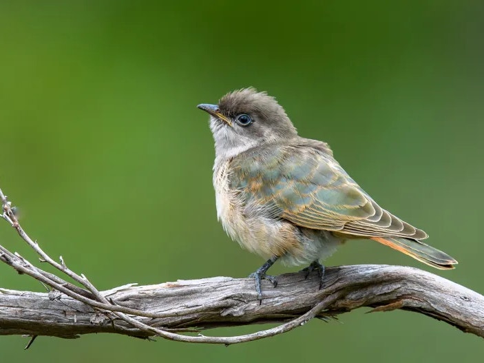 Juvenile Horsfield’s bronze-cuckoo. Photo by Mark Lethlean, New Zealand Birds Online A small green and orange bird sitting on a branch.