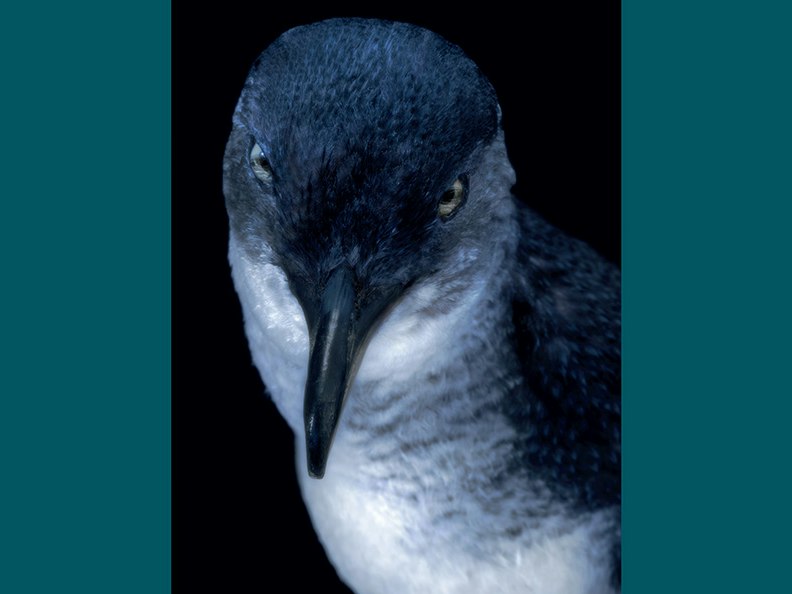 Fiona Pardington, Taharaki Skyside An artistic photo of the head and top half of a taxidermied bird.