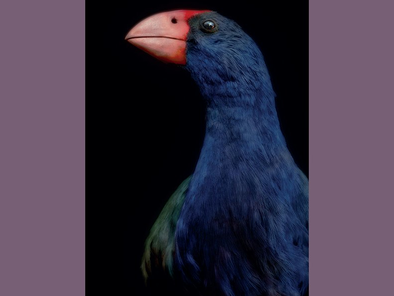 Fiona Pardington, Taharaki Skyside An artistic photo of the head and top half of a taxidermied bird.