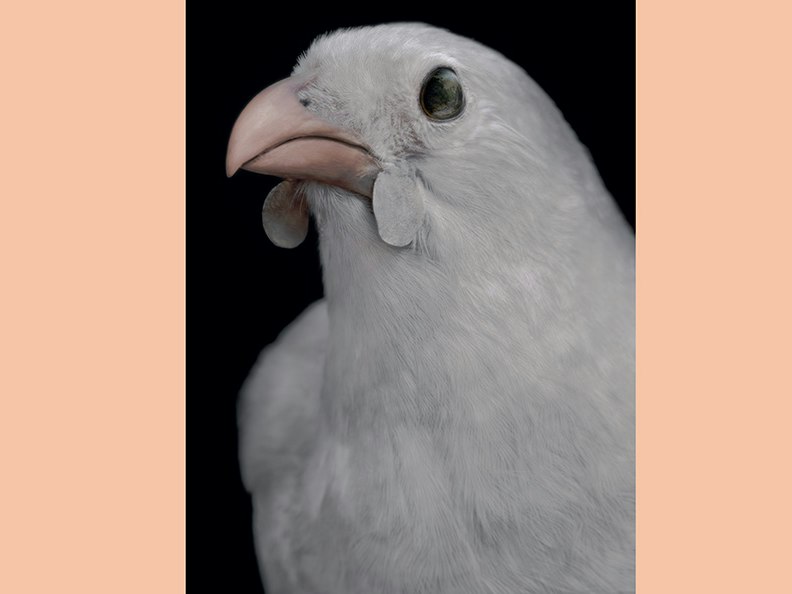 Fiona Pardington, Taharaki Skyside An artistic photo of the head and top half of a taxidermied bird.