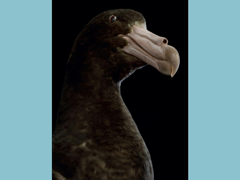 Fiona Pardington, Taharaki Skyside An artistic photo of the head and top half of a taxidermied bird.
