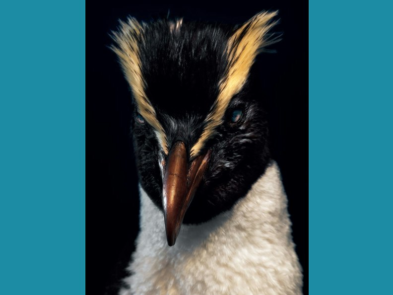 Fiona Pardington, Taharaki Skyside An artistic photo of the head and top half of a taxidermied bird.