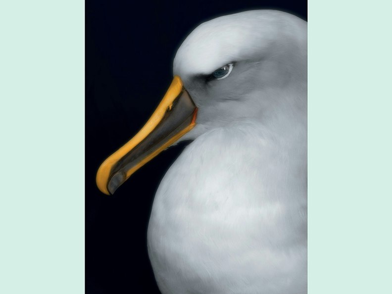 Fiona Pardington, Taharaki Skyside An artistic photo of the head and top half of a taxidermied bird.