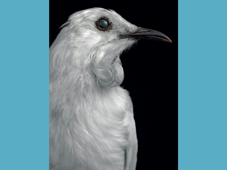 Fiona Pardington, Taharaki Skyside An artistic photo of the head and top half of a taxidermied bird.