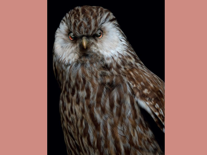 Fiona Pardington, Taharaki Skyside An artistic photo of the head and top half of a taxidermied bird.