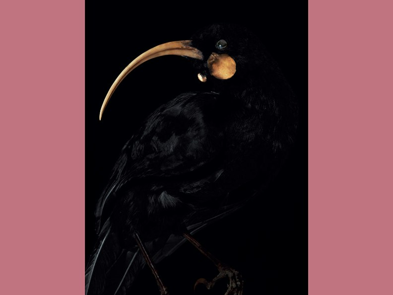 Taharaki Skyside: Fiona Pardington An artistic photo of the head and top half of a taxidermied bird.