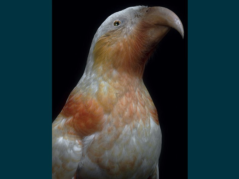 Fiona Pardington, Taharaki Skyside An artistic photo of the head and top half of a taxidermied bird.