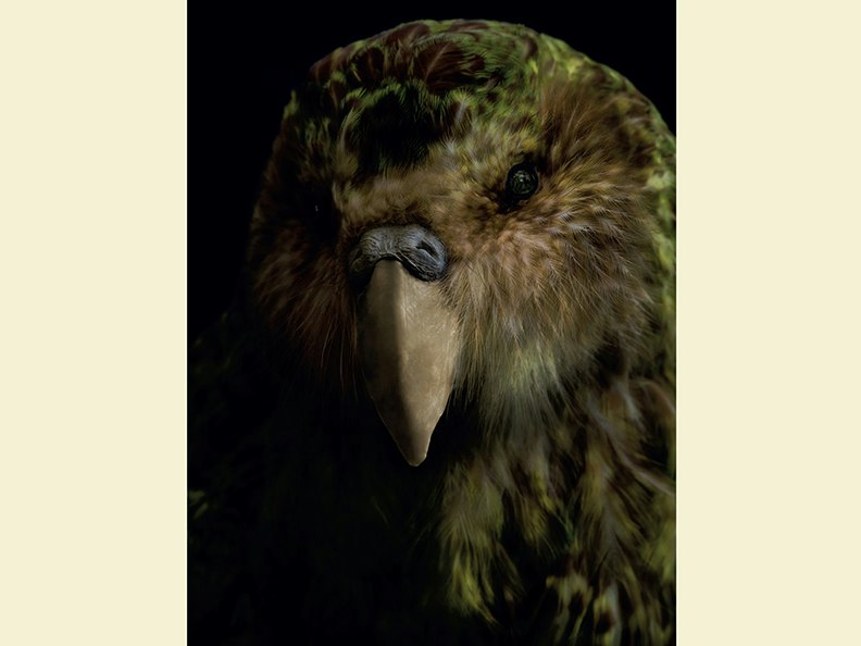 Fiona Pardington, Taharaki Skyside An artistic photo of the head and top half of a taxidermied bird.