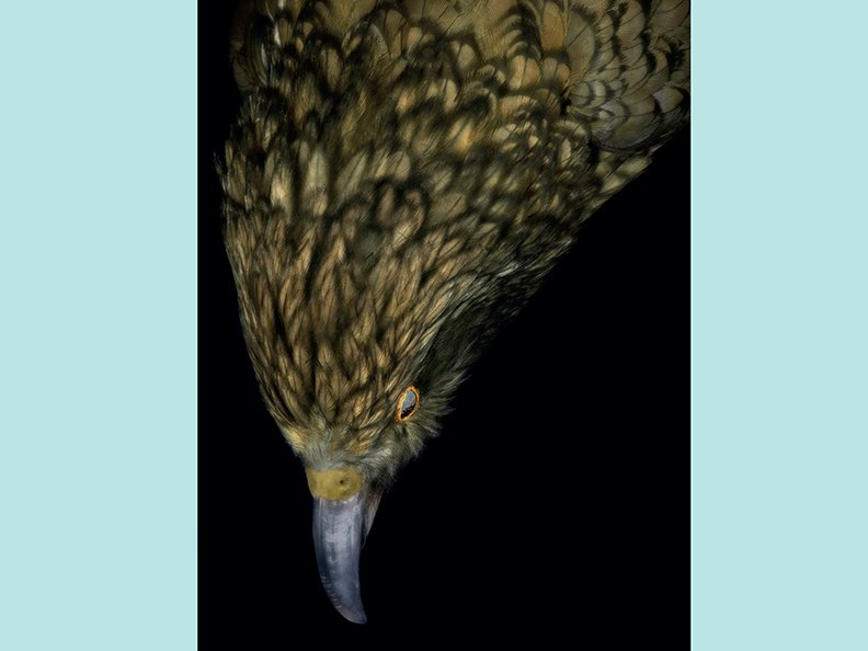 Fiona Pardington, Taharaki Skyside An artistic photo of the head and top half of a taxidermied bird.