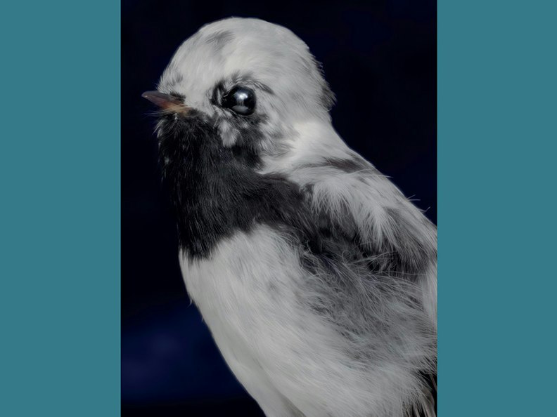 Fiona Pardington, Taharaki Skyside An artistic photo of the head and top half of a taxidermied bird.