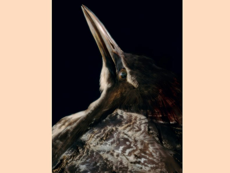 Fiona Pardington, Taharaki Skyside An artistic photo of the head and top half of a taxidermied bird.
