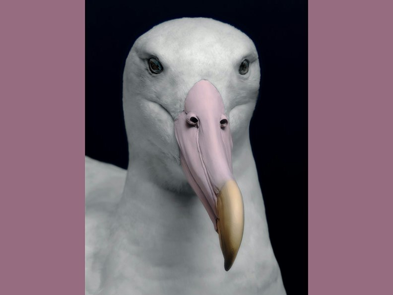 Fiona Pardington, Taharaki Skyside An artistic photo of the head and top half of a taxidermied bird.