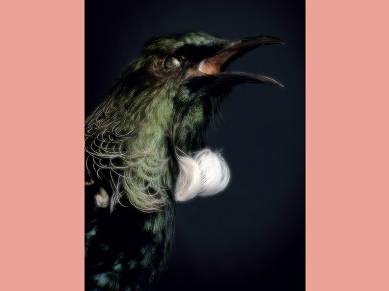 Fiona Pardington, Taharaki Skyside An artistic photo of the head and top half of a taxidermied bird.