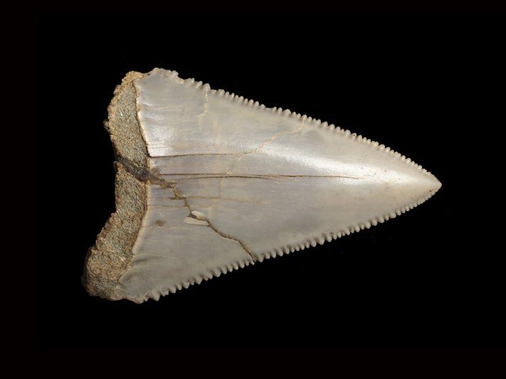 Great white shark, Carcharodon carcharias (Linnaeus, 1758), collected Cutting on Weraiti - Fenghurst Road, Wairarapa, New Zealand. CC BY 4.0. Te Papa (S.045299) A sharktooth with serrated edges on a black background.