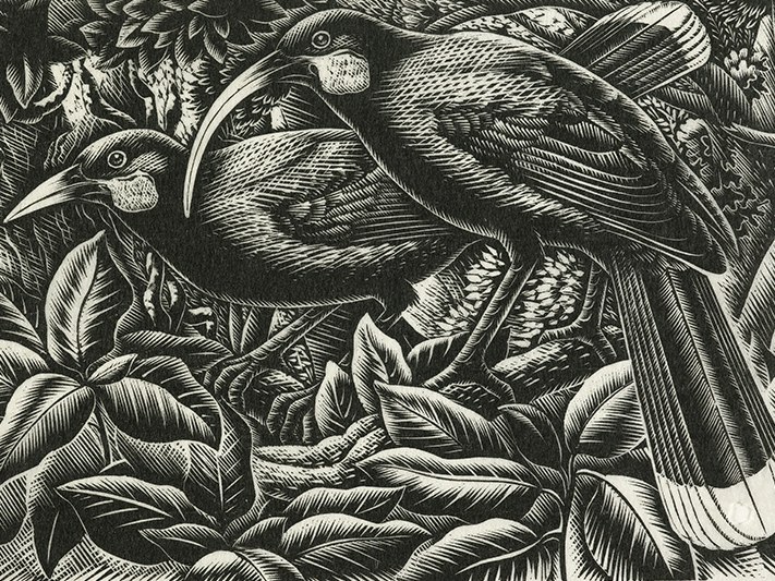 Nga huia, 1949, Wellington, by E Mervyn Taylor. Gift of the New Zealand Academy of Fine Arts, 1950. Te Papa (1950-0015-6) Print of two birds